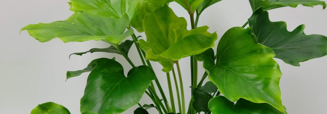Philodendron Hope Banner Image2.jpg